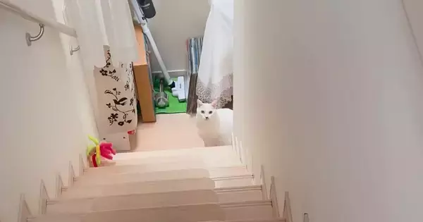 朝起きると、階段下で待っていた猫→『おはようを言いに来たの？』と聞いてみたら…尊い瞬間に「お兄ちゃん大好きなんだね」「律儀」と14万再生