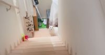 朝起きると、階段下で待っていた猫→『おはようを言いに来たの？』と聞いてみたら…尊い瞬間に「お兄ちゃん大好きなんだね」「律儀」と14万再生