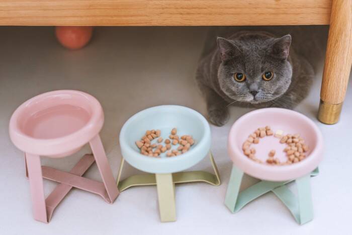猫に使ってはいけない『食器』4選　避けるべき理由から選び方のポイントまで