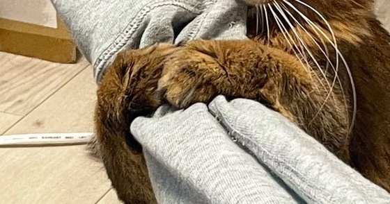 大好きな飼い主さんの腕を『ギュッと抱きしめていた猫』→次の瞬間……可愛すぎる光景に２万いいね「私もされたい」「うらやましいｗ」と反響