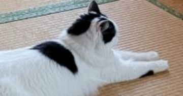 暑い日、畳でくつろいでいた猫→『後ろ足』を見ると……『まさかの体勢』が可愛すぎると２万いいね「猫の開きｗ」「なんて格好してるのｗ」