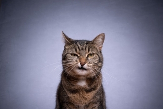 猫の『顔つき』が生活環境で変わる要因3つ　なぜ変化するの？いい表情に育てる秘訣も