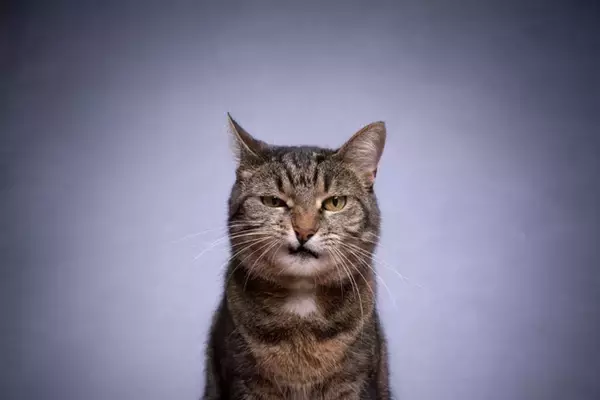 猫の『顔つき』が生活環境で変わる要因3つ　なぜ変化するの？いい表情に育てる秘訣も