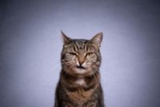 猫の『顔つき』が生活環境で変わる要因3つ　なぜ変化するの？いい表情に育てる秘訣も