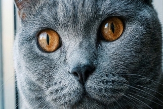 猫は性別によって『顔立ち』が違うって本当？異なる3つのポイントや見分け方のコツ