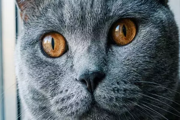 猫は性別によって『顔立ち』が違うって本当？異なる3つのポイントや見分け方のコツ