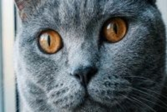 猫は性別によって『顔立ち』が違うって本当？異なる3つのポイントや見分け方のコツ