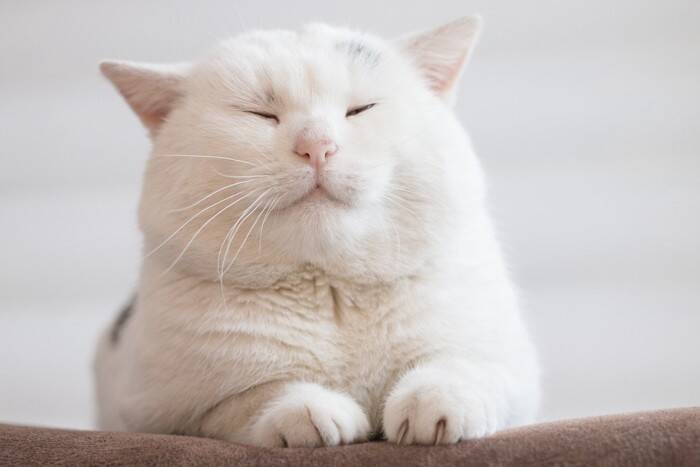 猫は性別によって『顔立ち』が違うって本当？異なる3つのポイントや見分け方のコツ