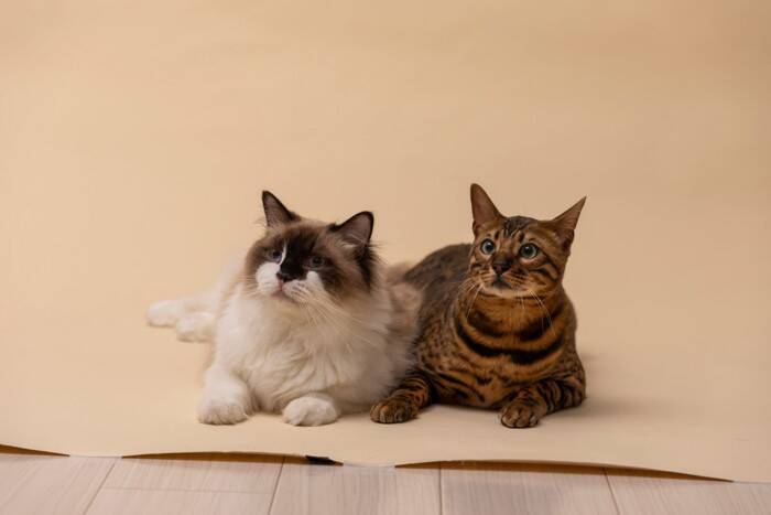猫は性別によって『顔立ち』が違うって本当？異なる3つのポイントや見分け方のコツ