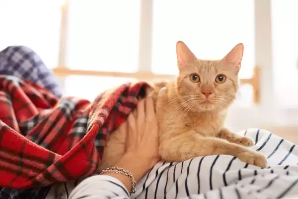 猫が相手によって『態度を使い分ける』理由5つ　なぜ違いがあるの？距離を縮める接し方まで
