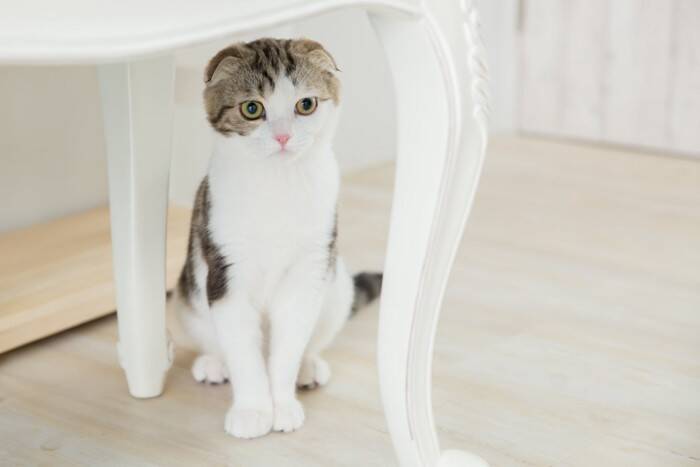 猫が相手によって『態度を使い分ける』理由5つ　なぜ違いがあるの？距離を縮める接し方まで