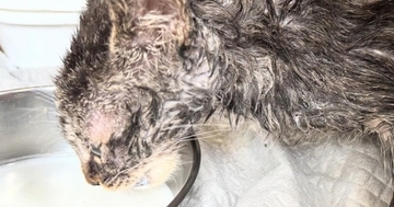 全身ベタベタでガリガリだった子猫が、１か月後…別猫のような『劇的なビフォーアフター』に感動の声「本当によかった」「めっちゃ可愛い」