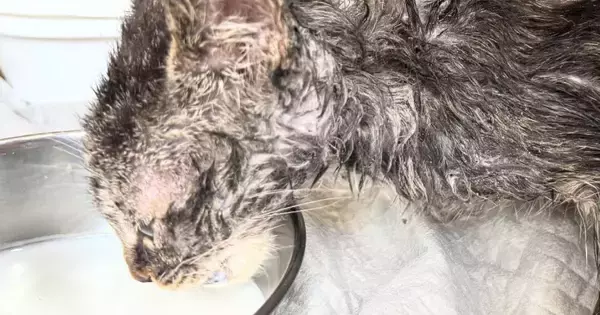 全身ベタベタでガリガリだった子猫が、１か月後…別猫のような『劇的なビフォーアフター』に感動の声「本当によかった」「めっちゃ可愛い」