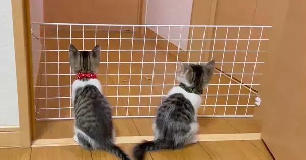 元気いっぱいな子猫たち→脱走防止のために柵を設置した結果…微笑ましすぎる光景に「平和な運動会ｗ」「道具になってるｗ」と反響