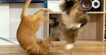 目が合えばケンカばかりしていた『2匹の元野良猫』が、現在…驚きの変化に「愛情が伝わった結果だね」「幸せな気持ちになった」と反響