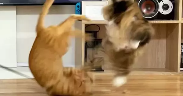 目が合えばケンカばかりしていた『2匹の元野良猫』が、現在…驚きの変化に「愛情が伝わった結果だね」「幸せな気持ちになった」と反響