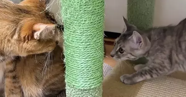 先輩猫たちが過ごす部屋に『初めて入った保護子猫』…微笑ましすぎる展開に反響「すぐみんなと仲良くなれそう」「めちゃめちゃ可愛い」