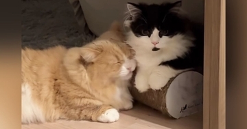 仲良くくつろぐ『2匹の猫』を撮っていると…動きが完全に『シンクロした瞬間』に「タイミングも時間も一緒ｗ」「可愛すぎたｗ」と反響