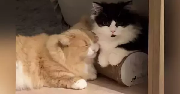 仲良くくつろぐ『2匹の猫』を撮っていると…動きが完全に『シンクロした瞬間』に「タイミングも時間も一緒ｗ」「可愛すぎたｗ」と反響