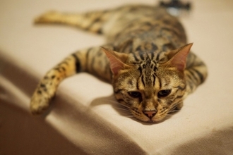 猫も『肩こり』に悩んでいるって本当？3つの原因や効果的なマッサージの方法もご紹介