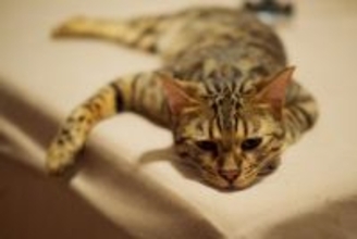 猫も『肩こり』に悩んでいるって本当？3つの原因や効果的なマッサージの方法もご紹介