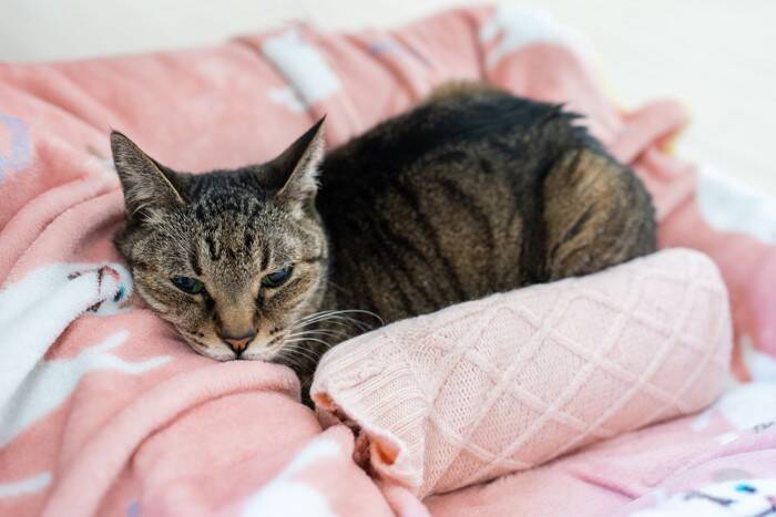 猫も『肩こり』に悩んでいるって本当？3つの原因や効果的なマッサージの方法もご紹介