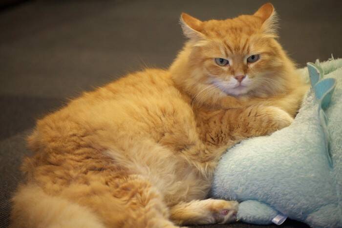 猫も『肩こり』に悩んでいるって本当？3つの原因や効果的なマッサージの方法もご紹介