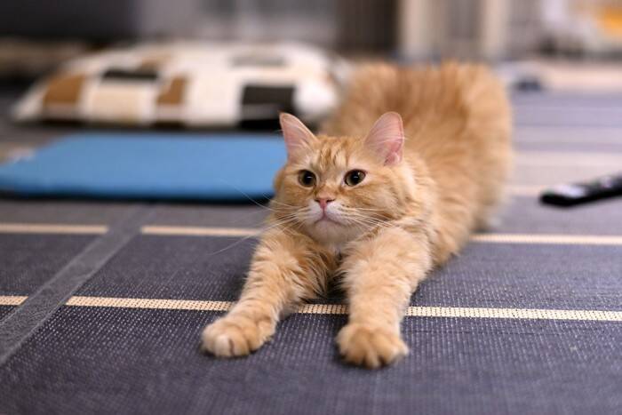 猫も『肩こり』に悩んでいるって本当？3つの原因や効果的なマッサージの方法もご紹介