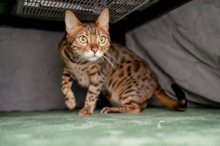 猫が大喜びする『暖房器具』5選　効果的な使い方から注意点まで