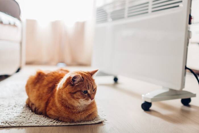 猫が大喜びする『暖房器具』5選　効果的な使い方から注意点まで