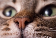 猫が『鼻をヒクヒク』動かしている原因4つ　病気が隠れている可能性も…見分ける方法はある？