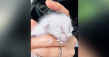 空き家のシンクの中にいた赤ちゃん猫→保護から１年が経つと…心温まる『成長記録』に「もう立派なお姉さん」「大きくなって可愛い」と反響