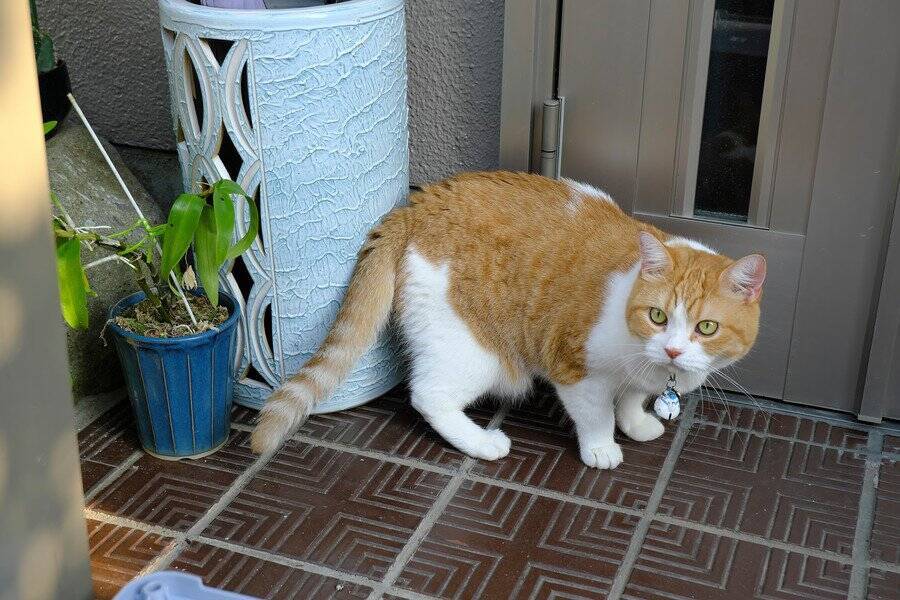新居に引っ越した家族が見つけたのは、玄関前でじっと待つ猫　その秘密は一体…？