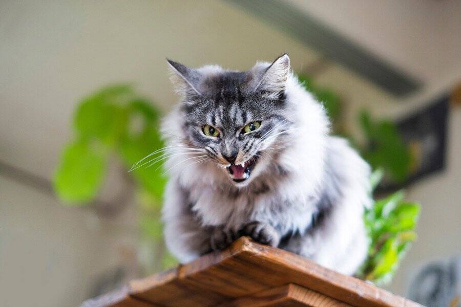 猫が『イライラしている』ときのサイン4つ　怒りを見分けるポイントや対処法も解説