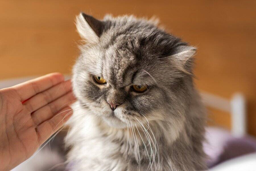 猫が『イライラしている』ときのサイン4つ　怒りを見分けるポイントや対処法も解説