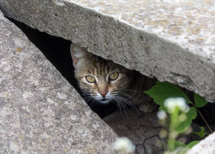 愛猫が『脱走』したときにやるべきこと3つ　初動が大切な理由や見つけるためのポイント
