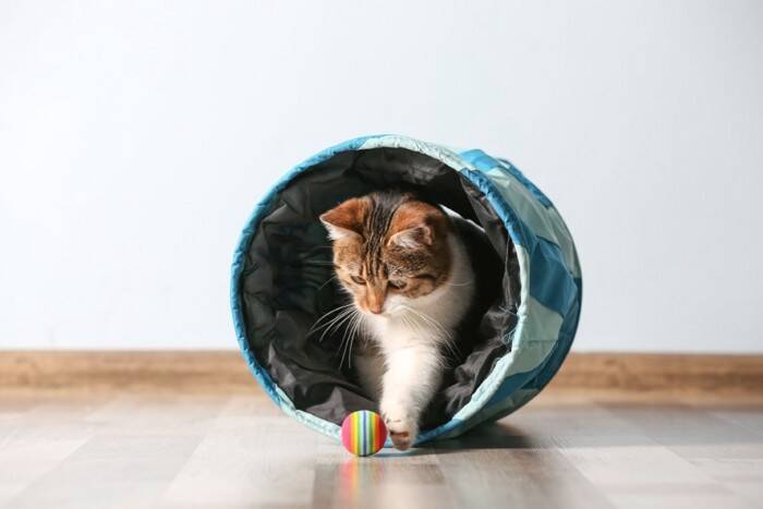 猫はどのぐらいの『運動量』が必要なの？　年齢ごとの違いやオススメの室内運動5つもご紹介