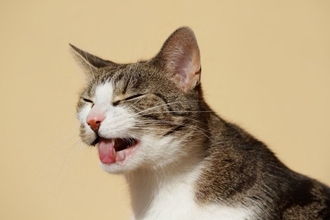 猫の『粗相や嘔吐』による被害を防ぎたい場所5選　故障を起こすケースも？予防するための方法まで