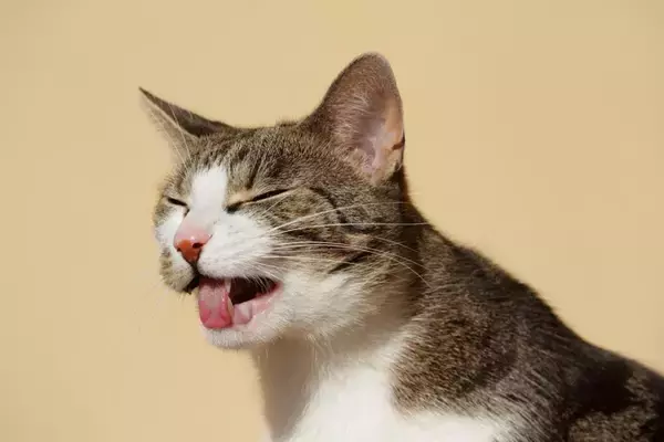 猫の『粗相や嘔吐』による被害を防ぎたい場所5選　故障を起こすケースも？予防するための方法まで