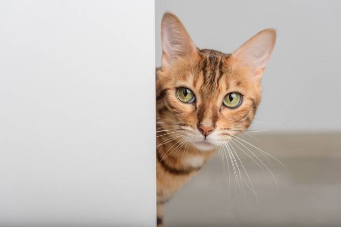 猫の『粗相や嘔吐』による被害を防ぎたい場所5選　故障を起こすケースも？予防するための方法まで