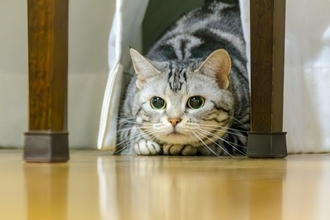 猫の『集中力』に関する4つの豆知識　発揮しやすいシーンや能力をご紹介