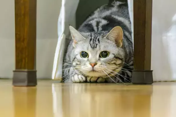 猫の『集中力』に関する4つの豆知識　発揮しやすいシーンや能力をご紹介