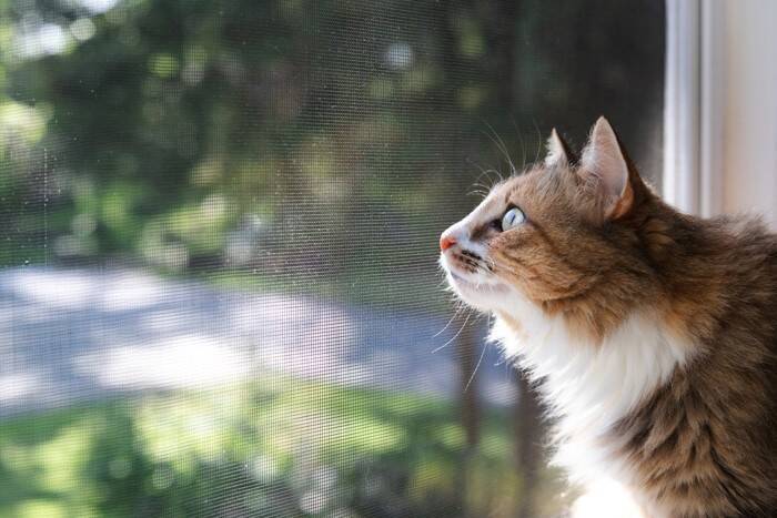 猫の『集中力』に関する4つの豆知識　発揮しやすいシーンや能力をご紹介