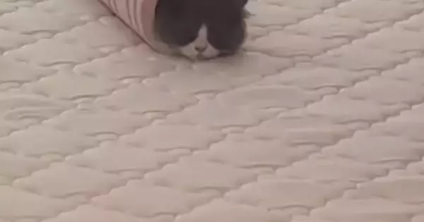 ふと見たら、猫が予想外の場所に入っていて…思わず笑ってしまう『可愛い光景』に「二度見したｗ」「巻き寿司みたいｗ」と21万再生