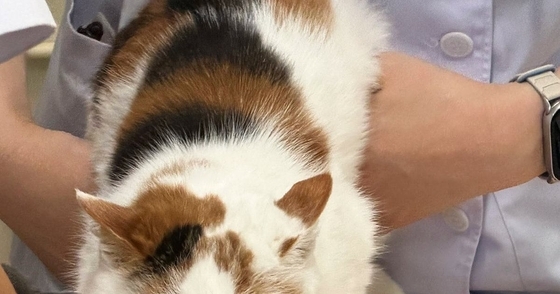 動物病院の診察台の上にいる三毛猫→顔を見たら…とんでもない『表情』に「末代まで呪われそうｗ」「ほんと顔に出るよねｗ」と13万表示