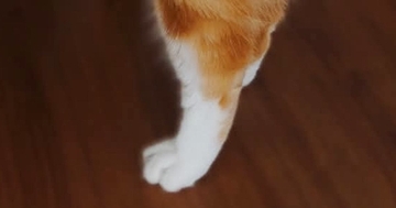 2本足で立ち上がった猫→後ろから見ると…まるで『おでんの具』のような光景に「とても美味しそうｗ」「食べたくなった」と1万いいね