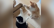 立ち上がって見つめ合う2匹の猫→前足を使って…ずっと見ていたくなる『平和な戦い』が54万表示「アルプス一万尺みたい」「ほのぼのｗ」