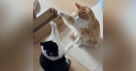 立ち上がって見つめ合う2匹の猫→前足を使って…ずっと見ていたくなる『平和な戦い』が54万表示「アルプス一万尺みたい」「ほのぼのｗ」