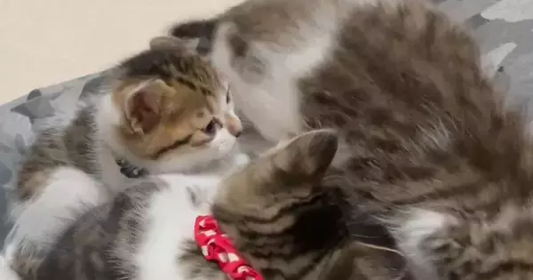 パパの膝の上に集まる『子猫たち』→元気いっぱいに遊んでいると…『驚きの展開』に反響「主がキャットタワーｗ」「可愛すぎてたまらん」