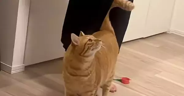 『猫は誰のところに来る？』パパと子供たちで試してみたら…まさかの展開が33万再生「一直線すぎるｗｗ」「めちゃくちゃ可愛い」